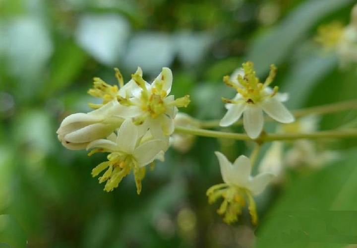 阴香花程式