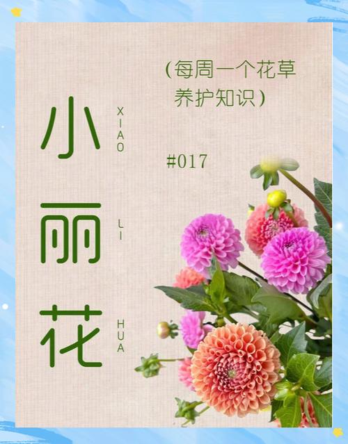 大丽花的养殖方法和注意事项
