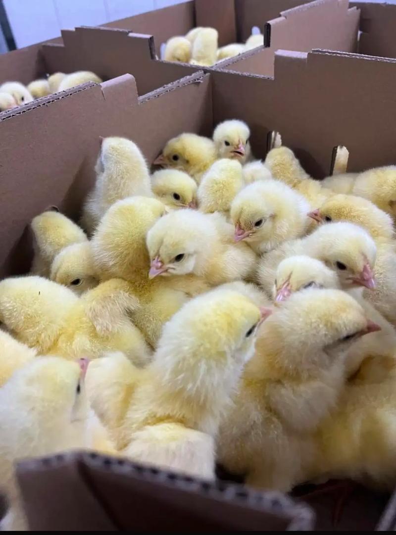 肉鸡苗图片