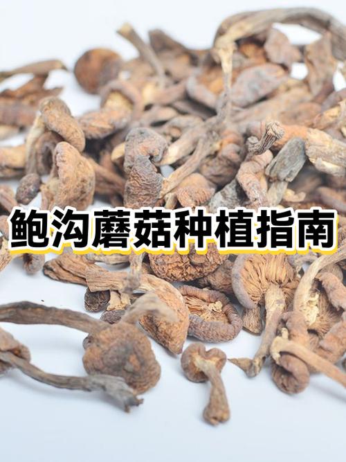 蘑菇种植方法和步骤