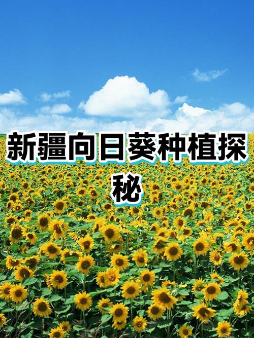 向日葵延迟高吗