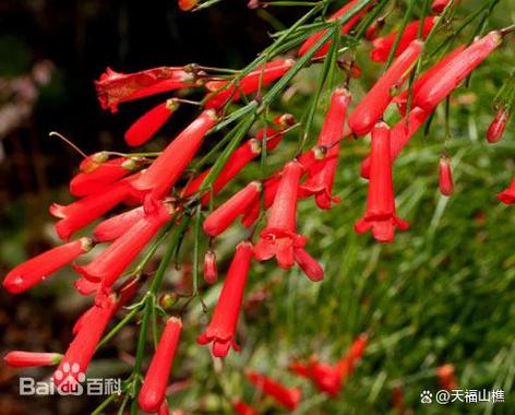 像烟花一样的花叫什么花缩略图