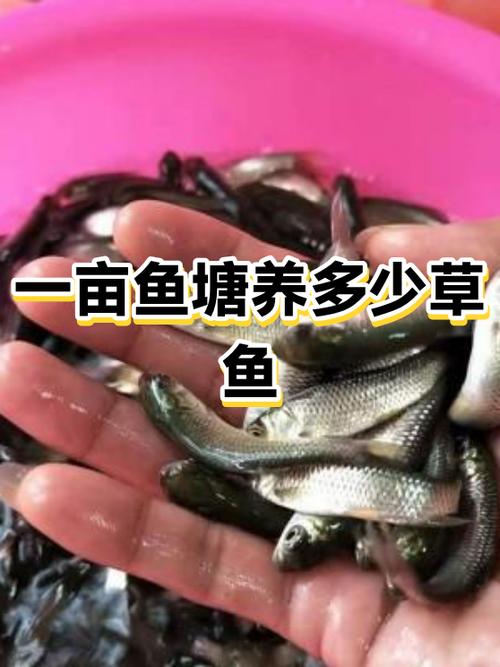 一亩鱼塘不投饲料养多少鱼