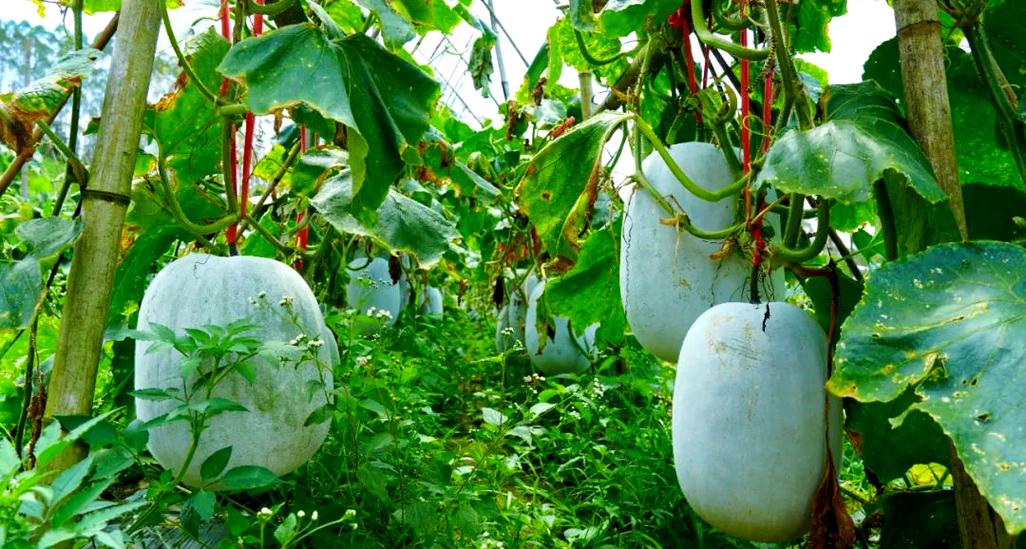 冬瓜种植技术缩略图