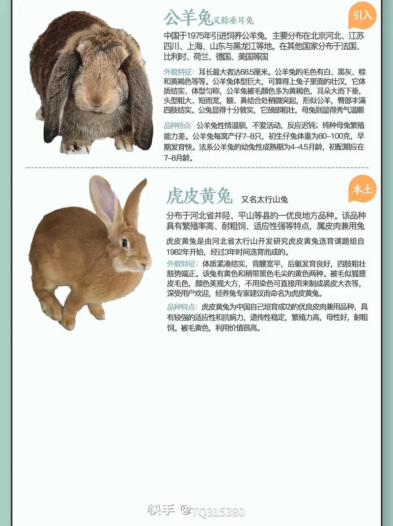 毛兔信息网