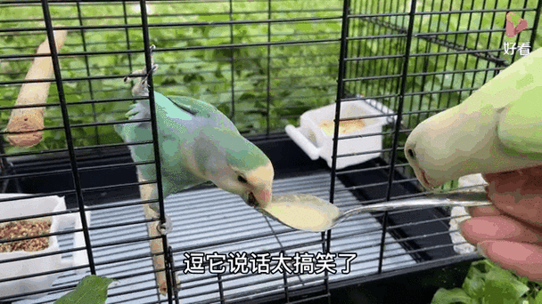 小鹦鹉搞笑视频