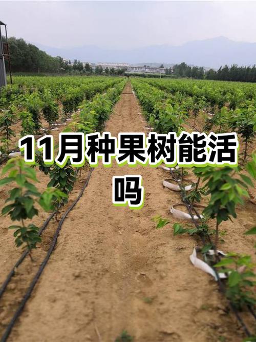 现在栽果树能活吗