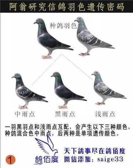 鸽子开春几月配对