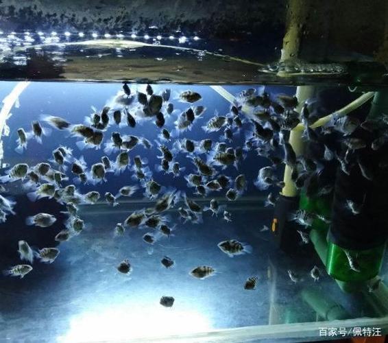 鹦鹉鱼不放氧气能活么