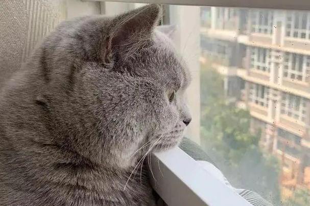 养猫心情游戏截图