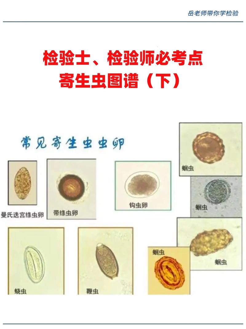 100种寄生虫图片