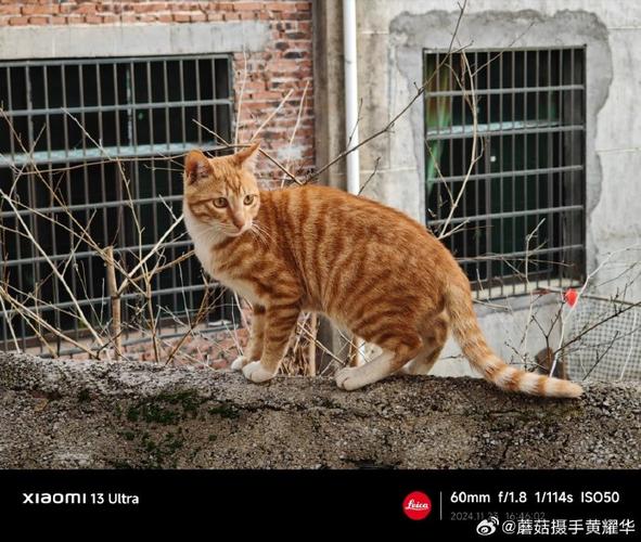 黄猫大本营