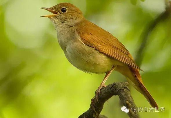 nightingale名字寓意图标