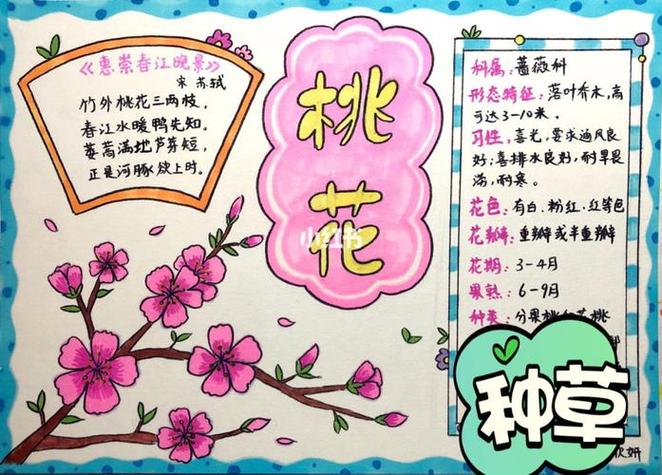 桃花介绍简短
