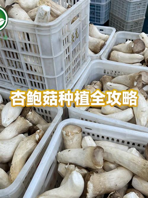 陆良杏鲍菇种植基地视频