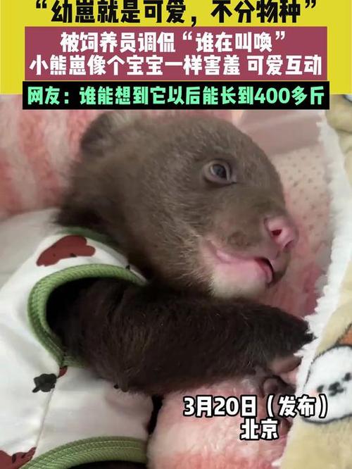 一啥小熊