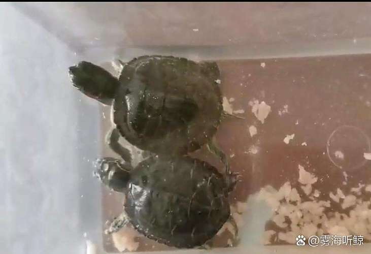 乌龟在家凭空消失了