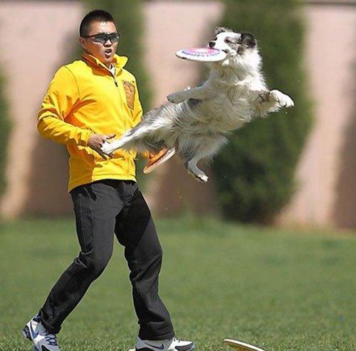 欢乐宠物