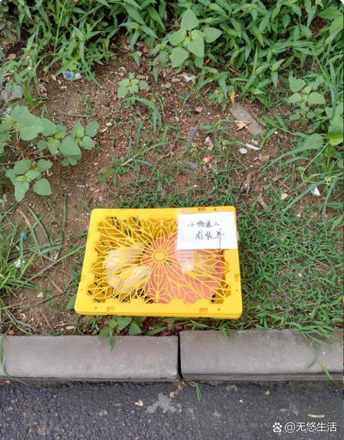 小鸡盒子app官网
