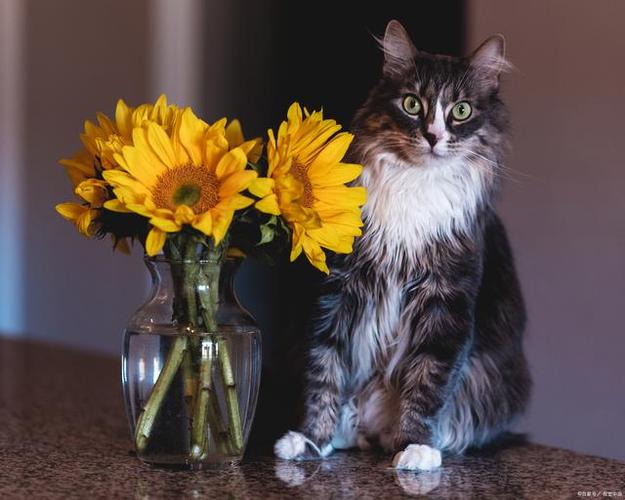 猫不能闻什么花