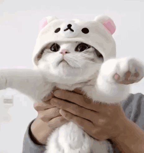 猫赞是什么意思缩略图