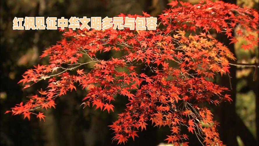 红枫的风水作用