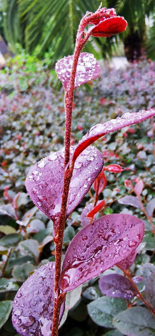 雨露花草图片