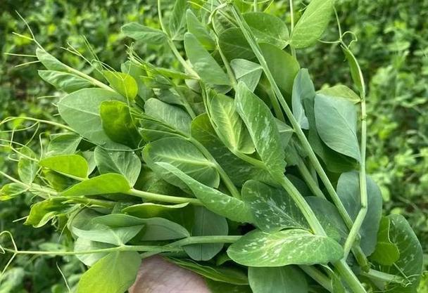 豌豆苗可以移栽种吗