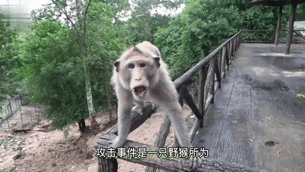 猴子攻击人怎么办