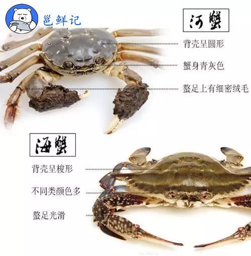 大闸蟹是河蟹还是海蟹