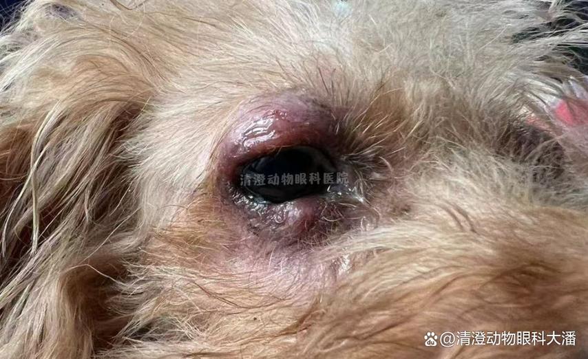 狗狗眼睛长了个小疙瘩