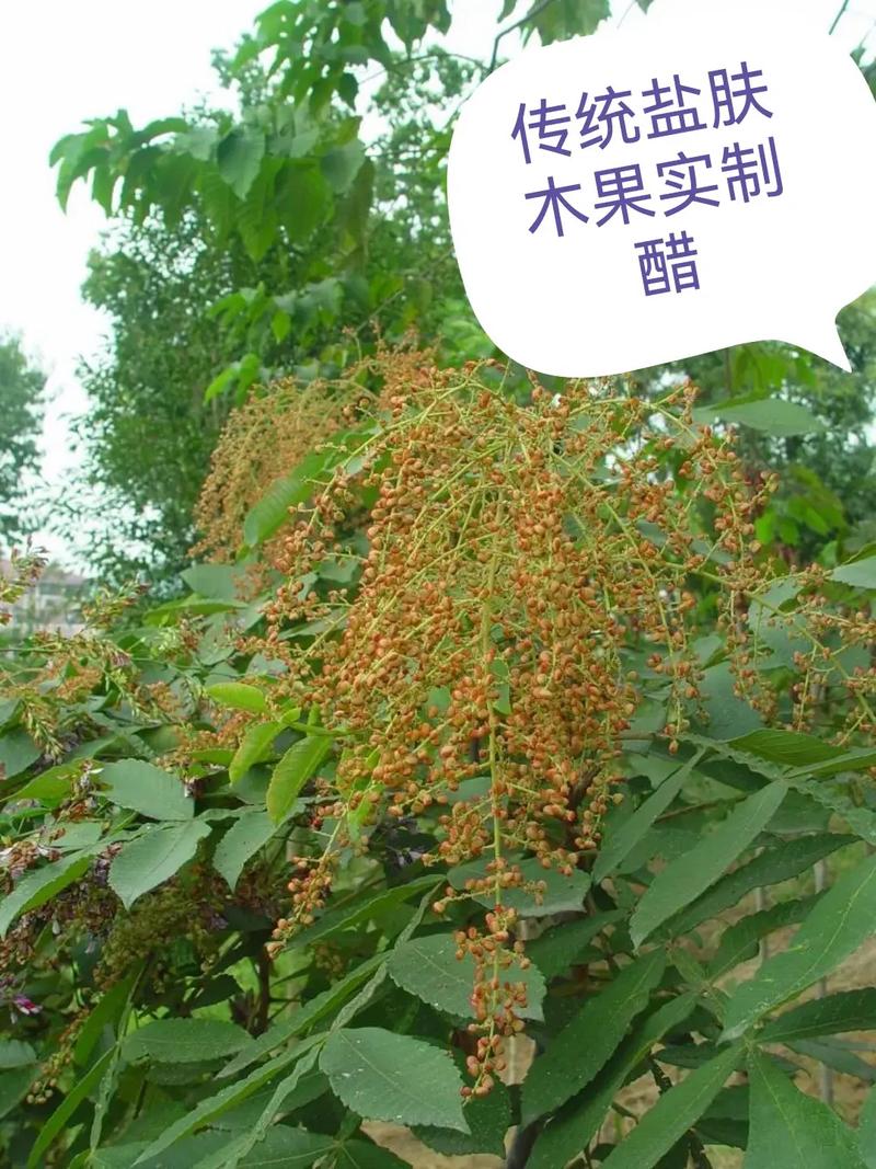 费伍德森林草药多久刷一次