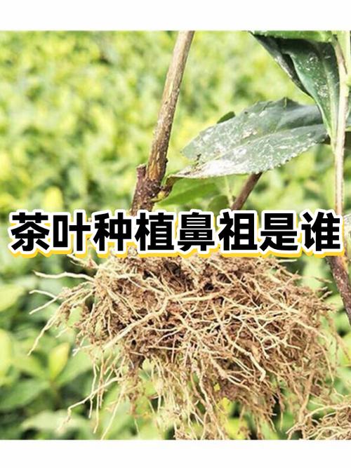 茶叶鼻祖是谁