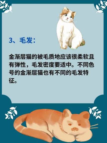 金渐层品相怎么看