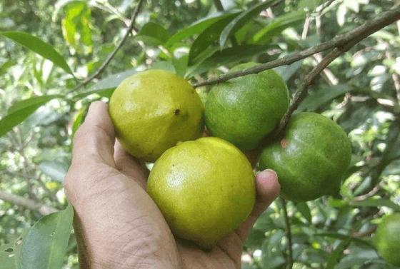 批把果子皮能吃吗?