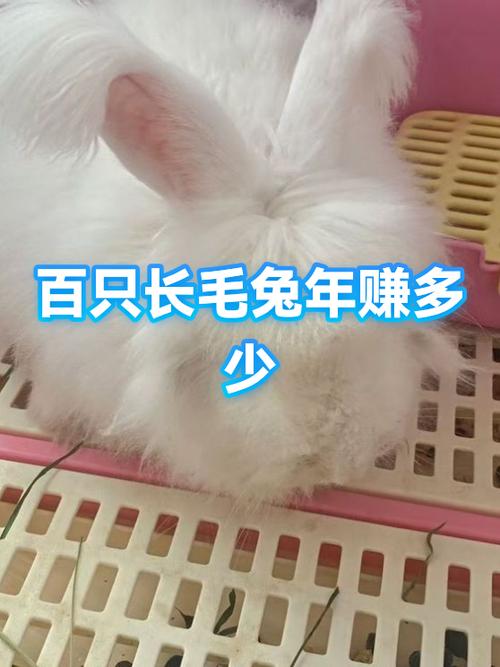 养100只兔子一年能赚几个钱