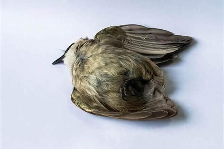 看见死鸟后转运方法