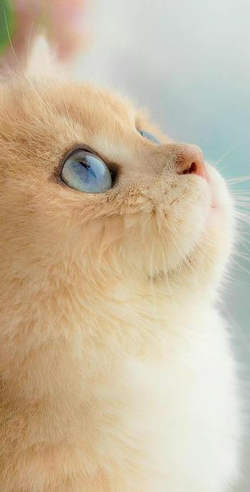 激萌猫咪宠物桌面免费