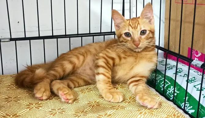 小橘猫一只多少钱