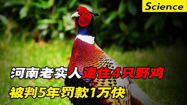 抓山鸡犯法吗
