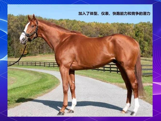 阿拉伯马只能抓一只么