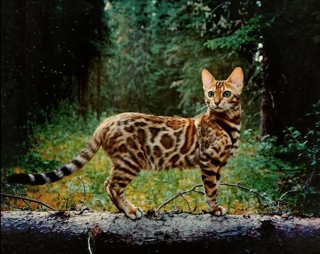 世界上最罕见的猫