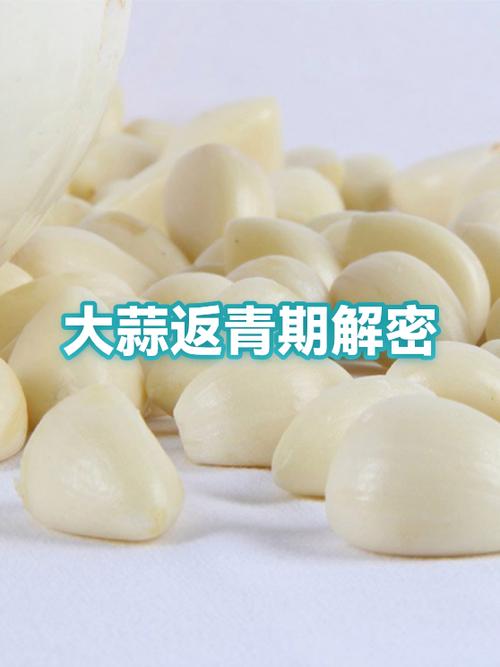 大蒜瓣是人体哪个部位截图