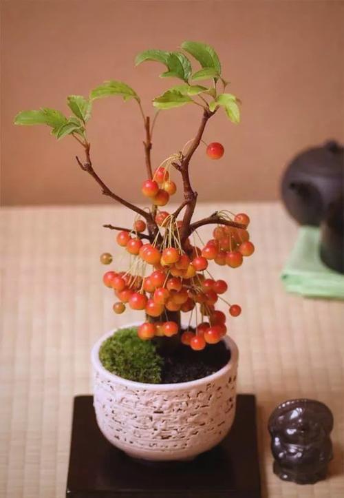 10种小型水果盆栽