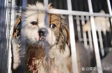 流浪狗觉得自己可怜吗