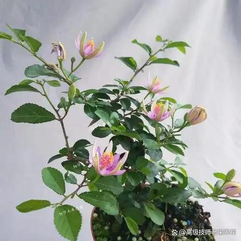 荷花耐寒多少度