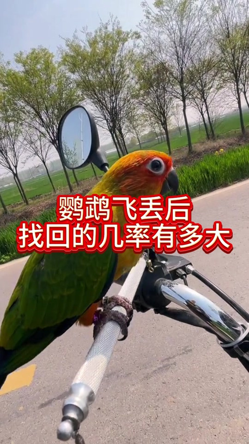 如何让飞走的鹦鹉回来
