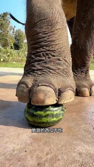 大象一脚截图