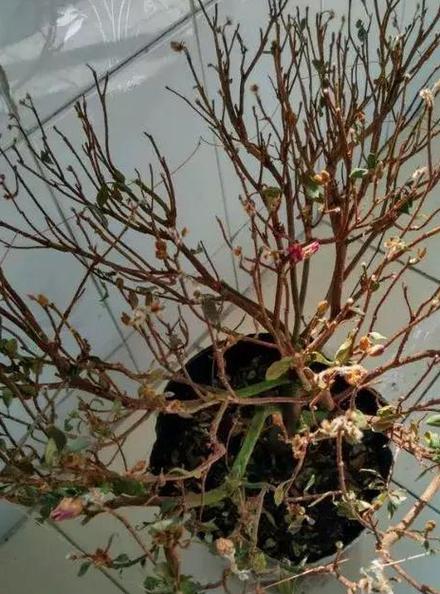花突然死了预示什么