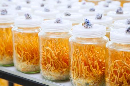 橙色的菌类